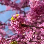 Native Plant Designs: Creating Sustainable and Beautiful Landscapes in Charlotte, NC